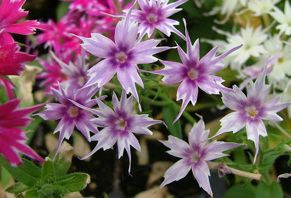 Drummond varietal phlox