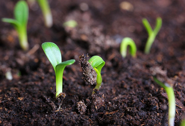 Pousses de graines de phlox