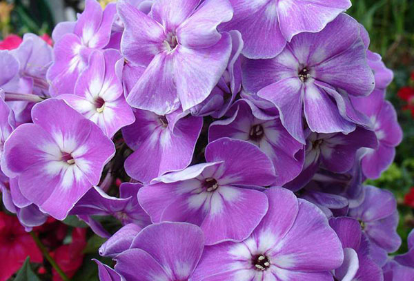 Fleurs de phlox