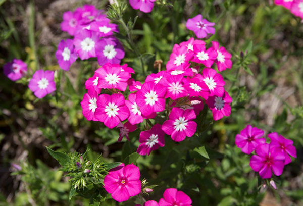 Drummond phlox nở