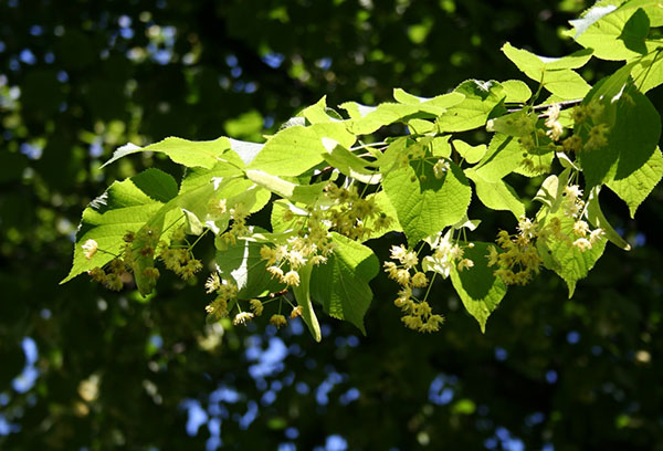 Branche de tilleul en fleurs