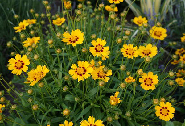 Coréopsis en fleurs