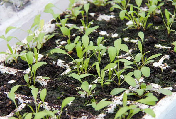 Разсад на Coreopsis