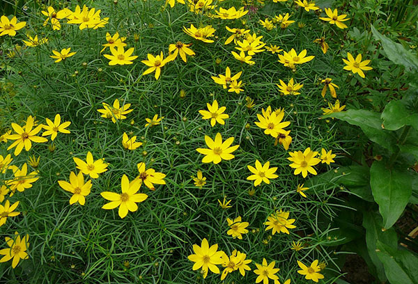 Coreopsis verticulata vivace