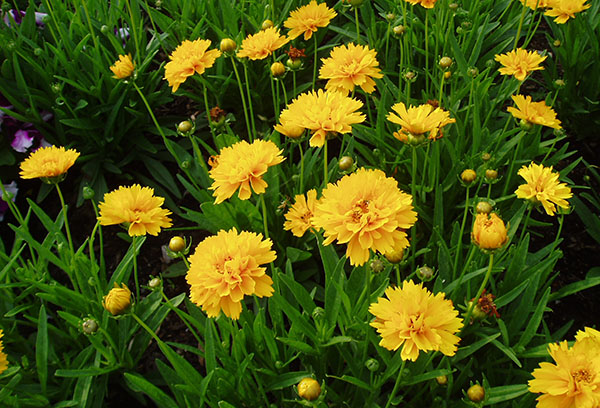 Coreopsis grandiflorum