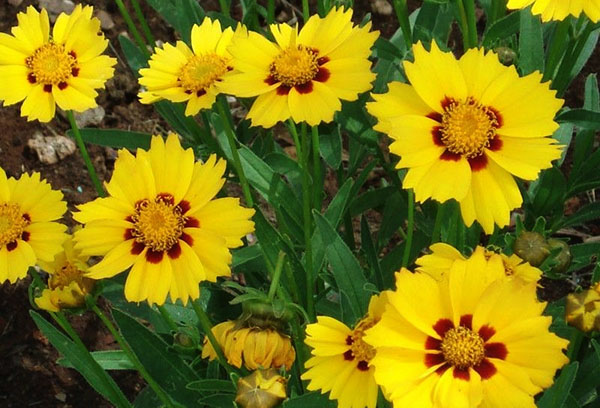 Coreopsis ланцетна