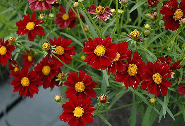 Coreopsis verticillé