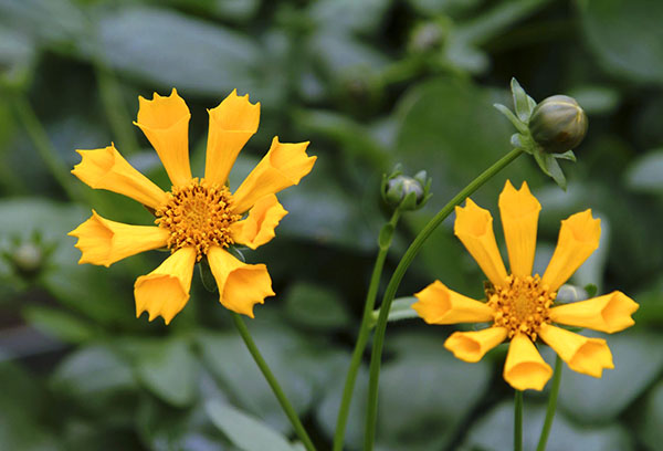 Coreopsis auriculaire