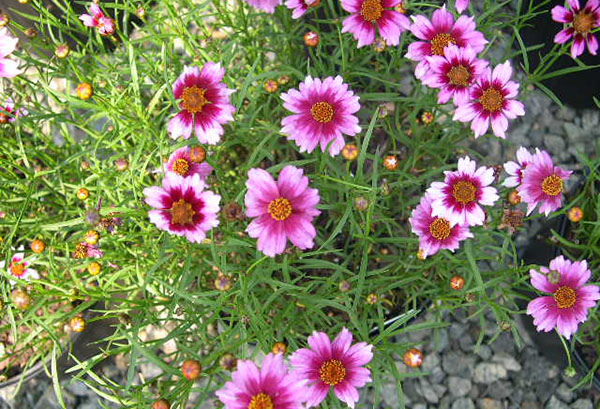 Coreopsis rose