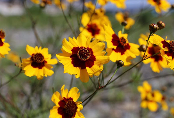 Багрило Coreopsis