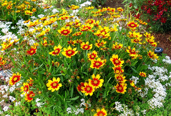 Coreopsis dans le parterre de fleurs