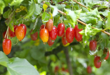 Maturation des fruits gumi