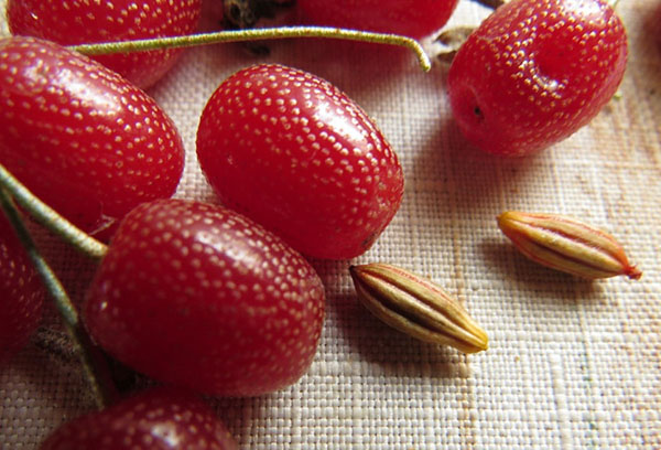 Fruit de la brousse Gumi