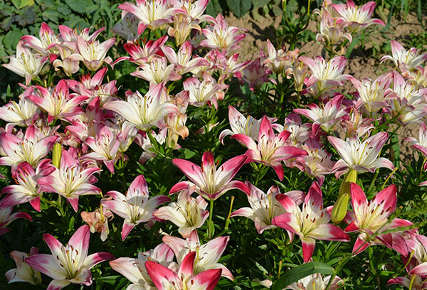 Lys en fleurs