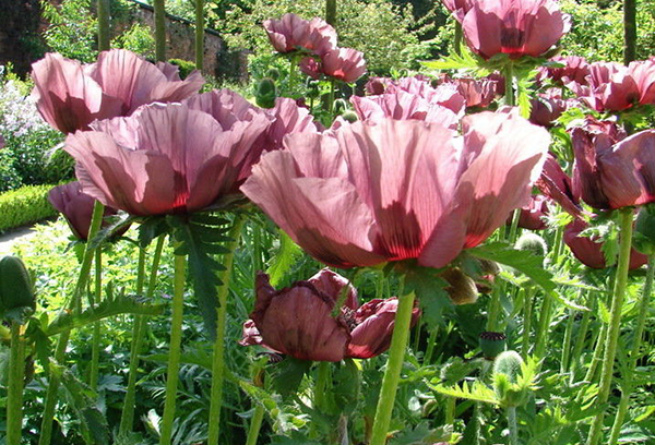 Coquelicots vivaces