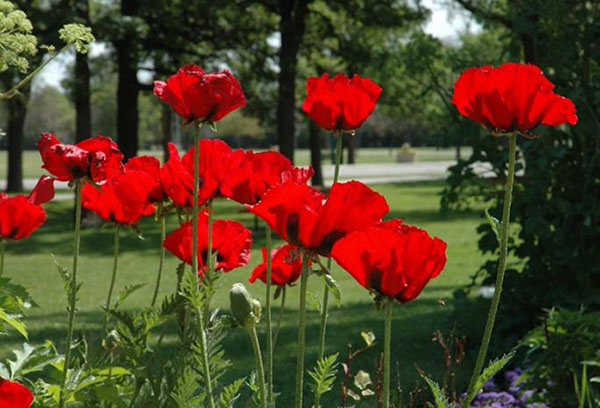 Coquelicots en fleurs