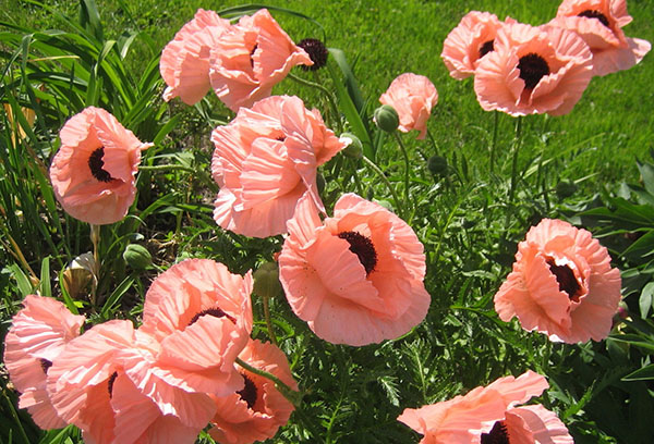 Coquelicots roses