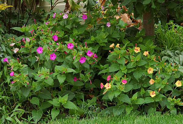 Mirabilis en fleurs