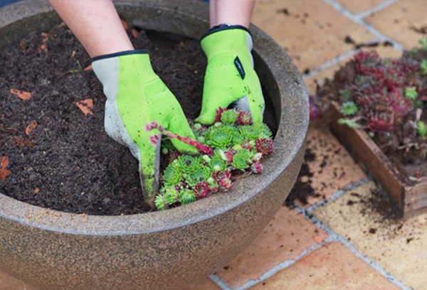 Atterrissage jeune sur un parterre de fleurs