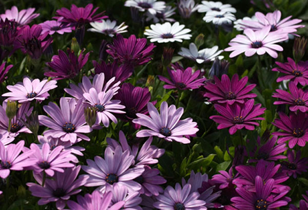 Ostéospermum en fleurs