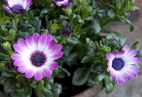 Osteospermum dans un pot de fleurs