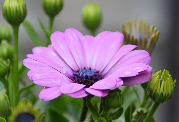 Fleur d'Osteospermum