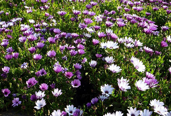 Floraison d'ostéospermum