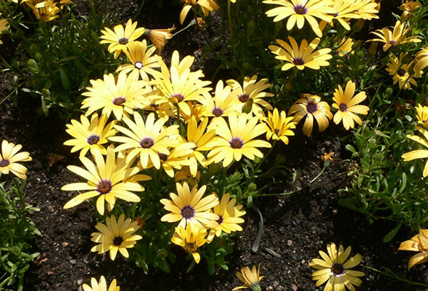 Osteospermum жълт