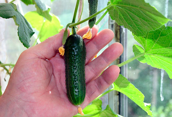 Concombres à fruits dans la serre