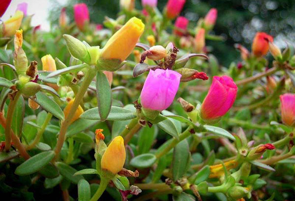 Chồi Purslane