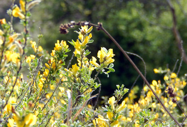 Balai en fleurs