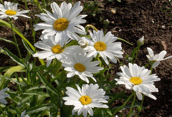 Camomille vivace de jardin