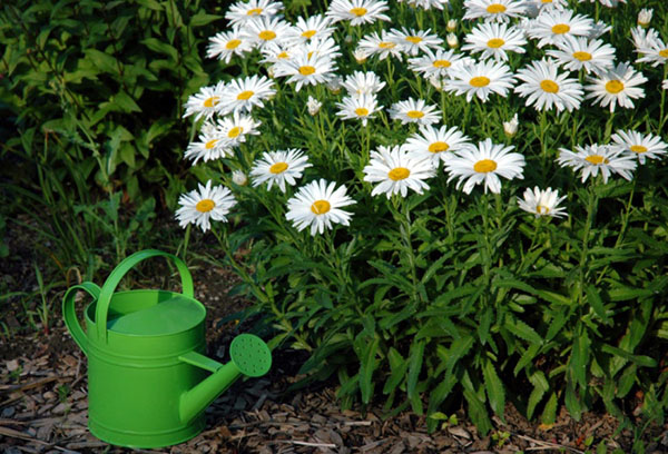 Arrosoir de jardin et marguerites en fleurs