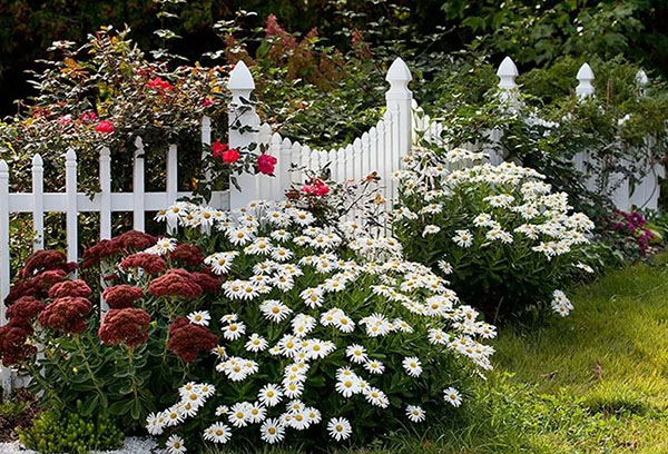 Camomille de jardin en aménagement paysager