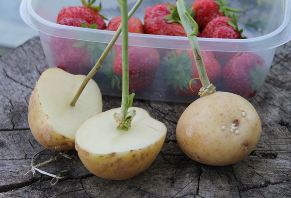 Boutures de rose dans les tubercules de pomme de terre