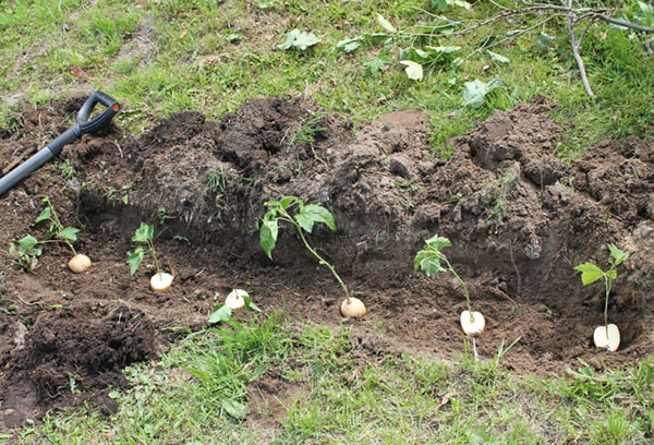 Planter des roses dans des pommes de terre