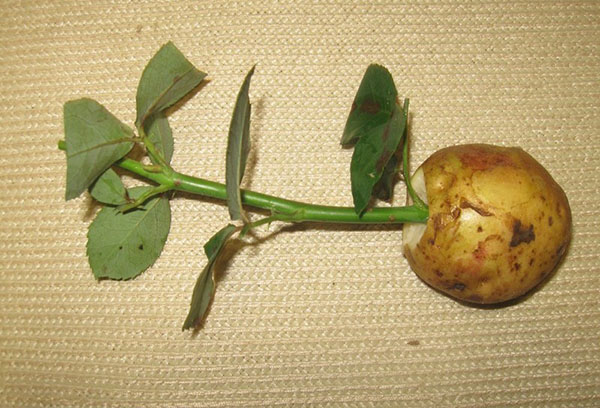 Cultiver des roses dans des pommes de terre à la maison