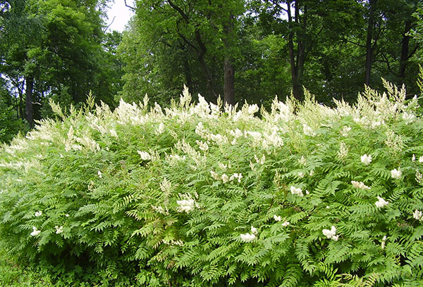 Plantation de sorbier des champs