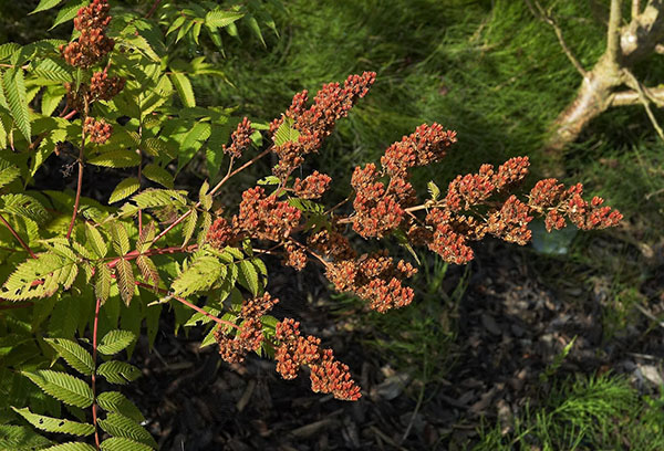 La branche de sorbier