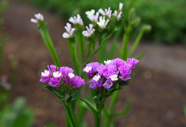 Kermek en fleurs