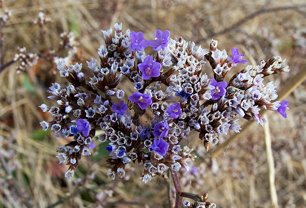 Inflorescence de Kermek