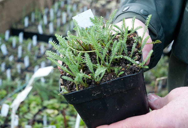 Cây giống yarrow