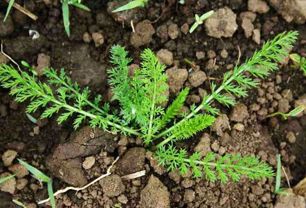 Jeune arbre millefeuille