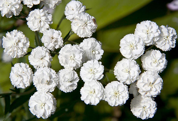 Achillée millefeuille à fleurs doubles