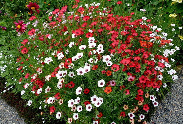 Lin blanc et rouge dans le parterre de fleurs