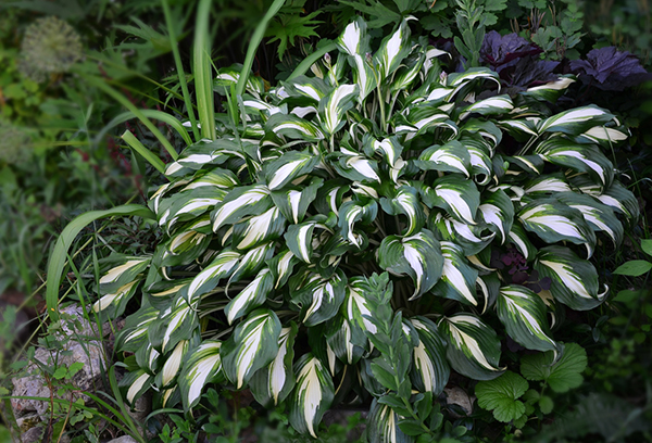 Hosta vågig