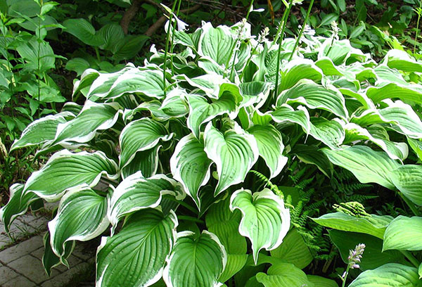 Khosta bouclé (bordé de blanc)