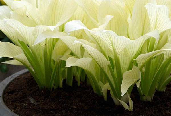 Hosta hybrid vita fjädrar