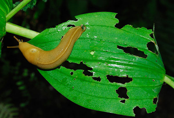 Slug sur une feuille de funkya