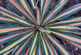 Yucca filamenteux